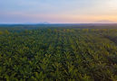 aerial-view-oil-palm-tree-plantation-field-agricultural-industry.jpg