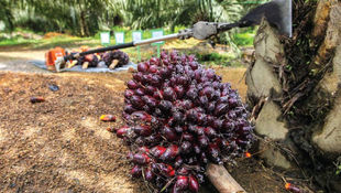 Palm Oil Sector Fundamentally Strong But More Automation Needed