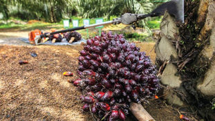 Palm Oil Sector Fundamentally Strong But More Automation Needed