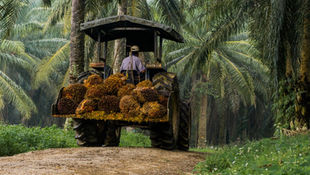 &Green Fund Makes Palm Oil Sector Investment in PT Dharma Satya Nusantara Tbk
