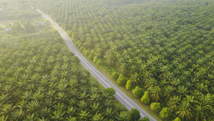 Malaysia Farms Face US$3 Billion Hit from Palm Oil Worker Shortage