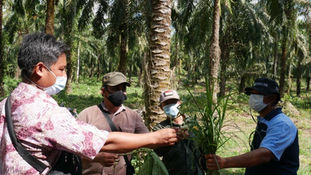 Collaboration Is Key to Scaling up Training for Oil Palm Smallholders in Indonesia