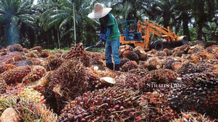 Ganoderma: Silent Killers of Oil Palms