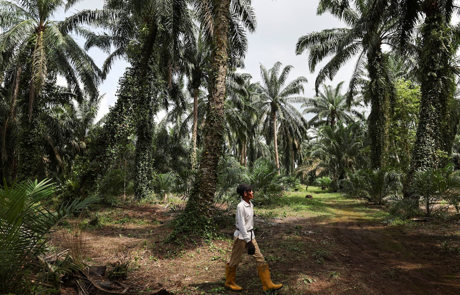 An oil palm farmer walks through a plantation in Pontian, Malaysia April 24, 2025. REUTERS/Hasnoor Hussain