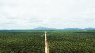 Cargill Engages US Customers with Roundtable for Sustainable Palm Oil Certified Supplies