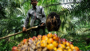 Malaysia, the Netherlands Enhance Sustainability in Oil Palm Industry