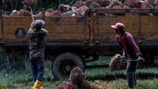 Palm Oil Tops RM8, 000 for First Time amid Sunflower Oil Supply Disruption