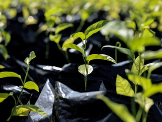 Tech Adoption in Agriculture Is Not Optional