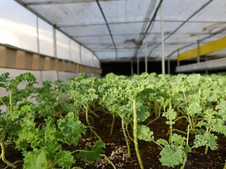 Malaysia Turns to Smart Farming to Boost Food Security