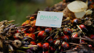 Using data and analytics for palm oil plantations to optimize yield with a mobile app and cloud das