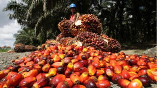 Malaysia's Palm Oil Sector to Benefit from UK's CPTPP Entry - Analysts