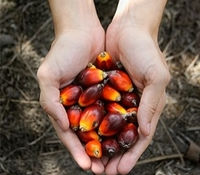 Rise in RSPO Trademarks Bolstered by Consumers Opting for “Brands of Purpose”