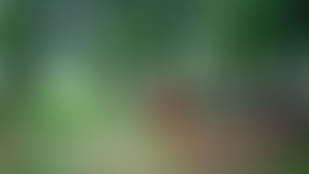 Tikus, Kekeringan Dan Kekurangan Tenaga Kerja Memengaruhi Pemulihan Minyak Nabati Global