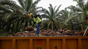 MPOB: EUDR Will Not Affect Palm Oil Growth, Revenue