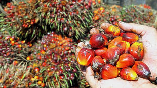 CPO Stocks Fall In Nov 2021 On Lower Production, Higher Exports
