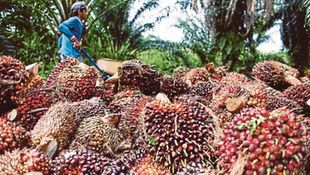 Palm Oil Mission Concludes on High Note with UK Set to Recognize MSPO