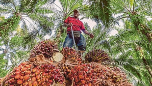 Advancing Oil Palm Industry