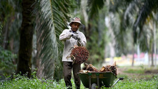 Malaysia, Indonesia to Formulate Best Strategic Framework to Protect Oil Palm Industry