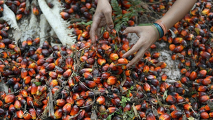 Mobilizing Sarawak’s Youth in The Palm Oil Industry