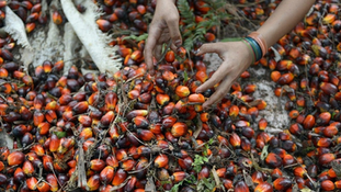 Mobilizing Sarawak’s Youth in The Palm Oil Industry