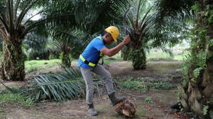Palm oil prices face large decline as pandemic hammers exports