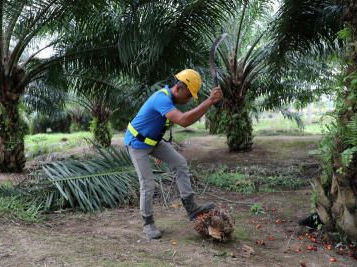 Palm oil prices face large decline as pandemic hammers exports