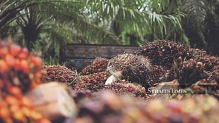 Almost 80pct Of Palm Oil Smallholders Comply with EUDR - Minister
