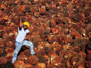 Teknologi Blockchain Menambah Nilai Besat pada Produksi Minyak Kelapa Sawit