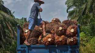 Challenges Emerge for Plantations This Year