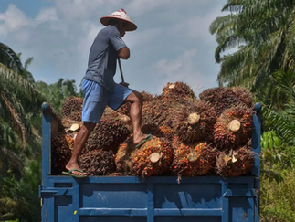 Challenges Emerge for Plantations This Year
