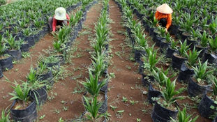 Govt-Stakeholder Partnership Targets Rejuvenating Palm Oil Plantations