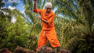 Ensuring Palm Oil Quality