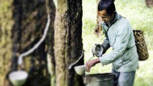 Thailand Expands Palm Oil and Rubber Markets to India