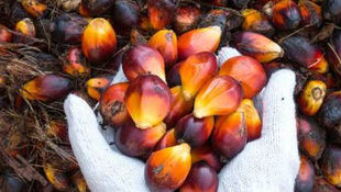 Palm Oil Is At the Heart of the Next Trade War
