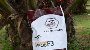 MPOB researchers innovate fertiliser formulation that can raise oil palm yield