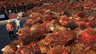 Indian vege oils broker praises Malaysia