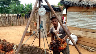 Green Afro-Palms addresses yield gap to help smallholder farmers unlock potential of palm oil