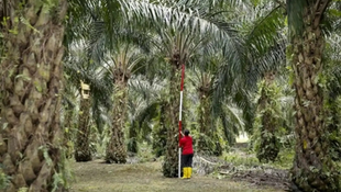 Indonesia Cuts Palm Oil Levy to Be Competitive, Boost Exports