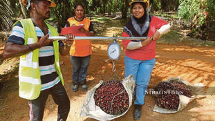 'Expect Palm Oil Price Recovery'