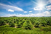 fresh-green-palm-oil-farm-plantation-against-blue-sky-with-white-clouds-sun-thailand-krabi
