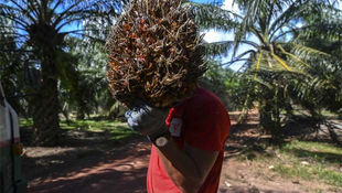China’s Palm Fuel Imports Soar To Record