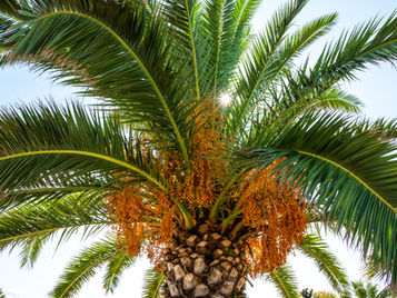 Palm Oil Production Expected to Return In Earnest Next Year: OCBC