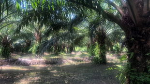 EUDR Compliance A Challenge for Thai Palm Oil