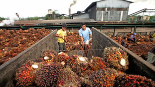 Palm Oil Industry Makes Joint Call for CSPO Support