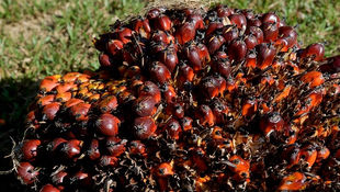 India Allots Licences to Buy 1.1 Million Tonnes of Refined Palm Olein from Indonesia