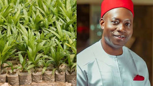 Soludo Imports Two Million Malaysian Palm Oil Seedlings, Coconuts
