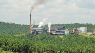 Palm Oil Has Huge Potential in Turkey, Pakistan, Iran