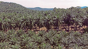 Oil Palm and Deforestation: Malaysia Cannot Be Considered A 'High-Risk' Country
