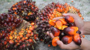 Malaysian Sustainable Palm Oil Strengths Often Overlooked, Says Zuraida