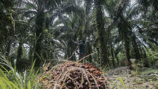 Small Farms the Key to Malaysia’s Palm Oil Sustainability — Siti Dina Razman Pahri